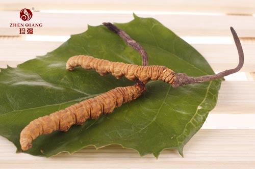 冬虫夏草究竟是什么？